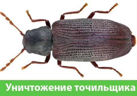 Обработка от точильщика в городе Одинцово