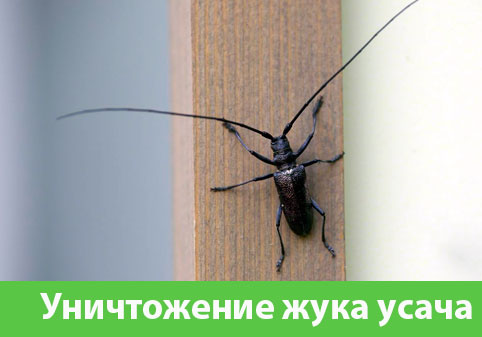 Обработка от жука усача в городе Одинцово