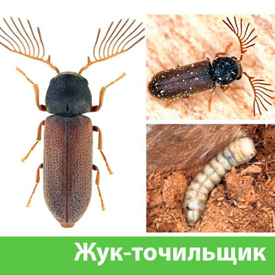 Уничтожение точильщика и личинок в Одинцово