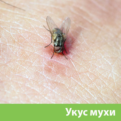 Уничтожение мух в Одинцово