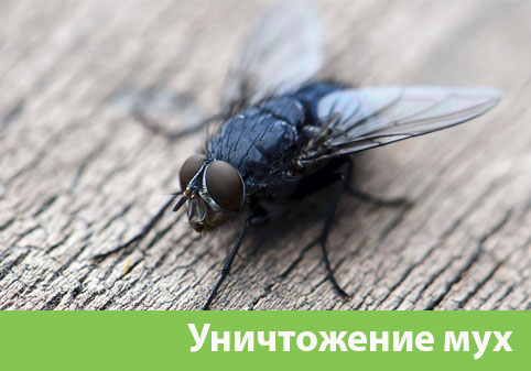 Уничтожение мух в городе Одинцово