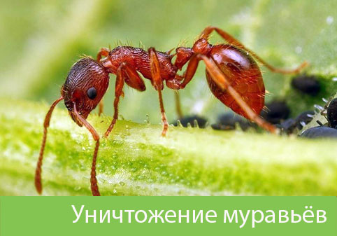 Уничтожение муравьёв в городе Одинцово