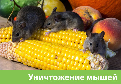 Уничтожение мышей в Одинцово
